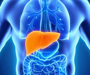 Picture of Liver in Human Body