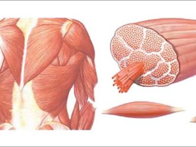 Muscular-Dystrophy