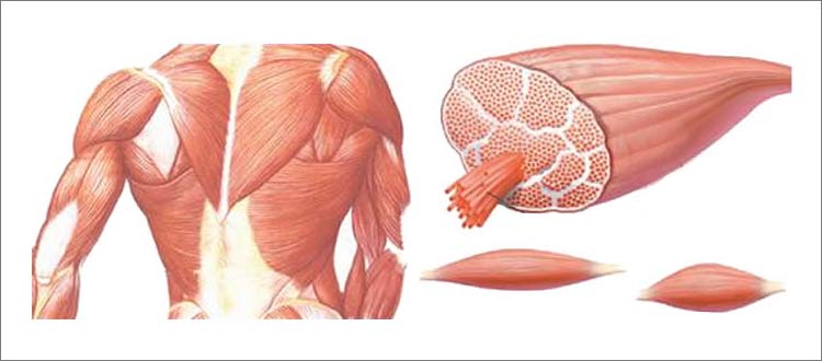 Muscular-Dystrophy